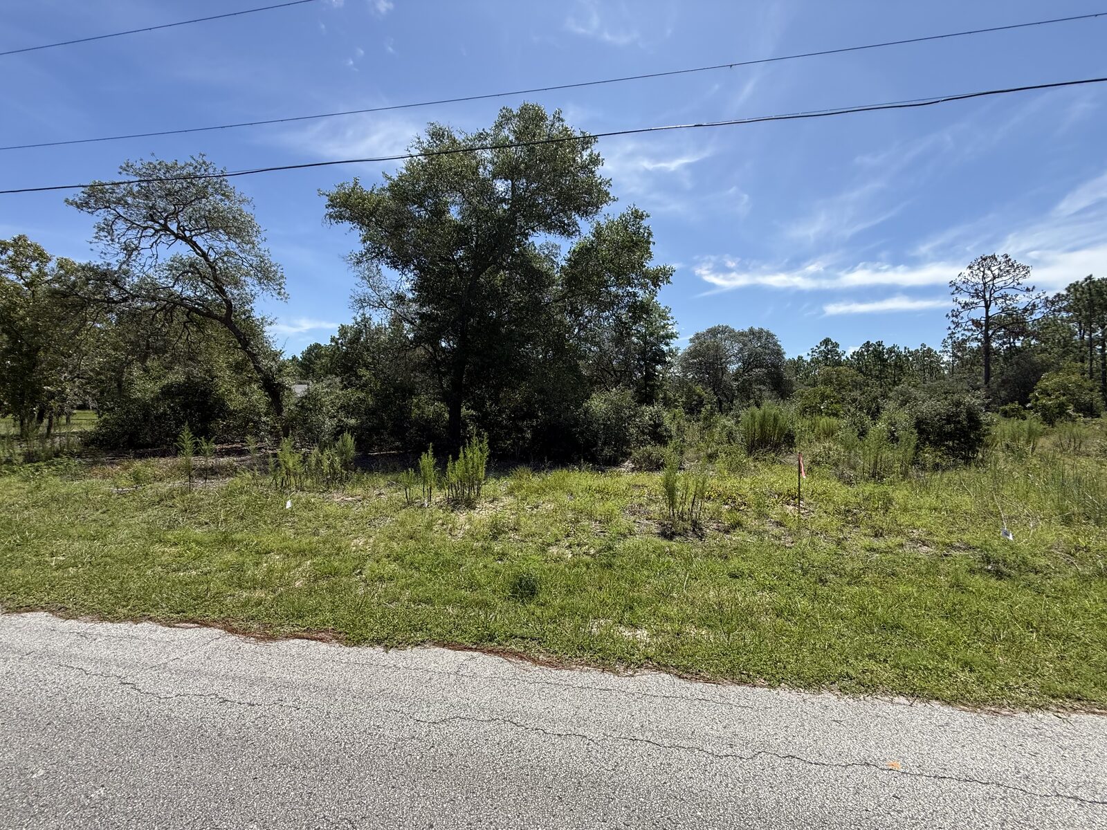 Overgrown roadside lot before clearing work